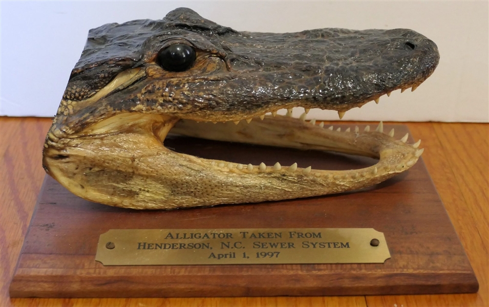 Taxidermy Alligator on Wood Plaque with Brass Tag "Alligator Taken From Henderson, NC Sewer System April 1, 1997" - Alligator Measures 7" by 4" 