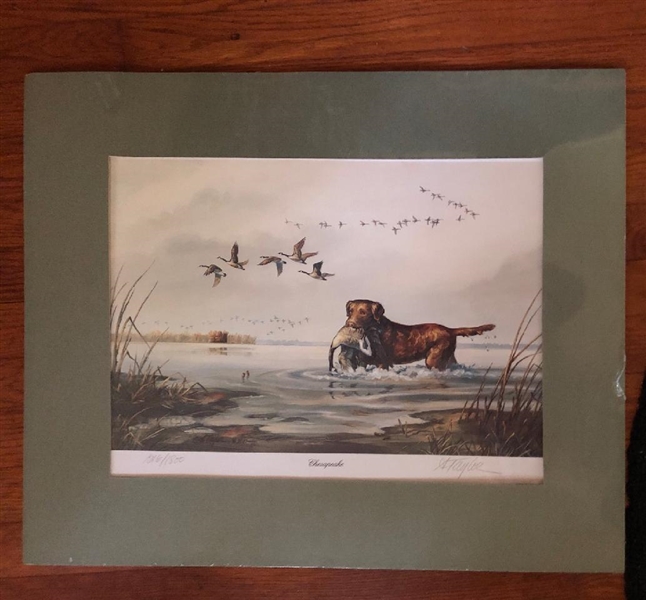 Signed & Numbered Chesapeake Retriever Print 1216/1800 A. Taylor