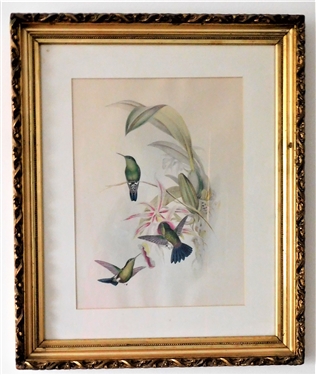 Hummingbird Audubon Style Print with Lily Flowers in Nice Gold Gilt Frame - Frame Measures 23" by 19"