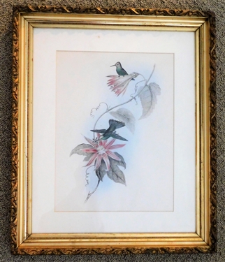 Hummingbird Audubon Style Print with Clematis Flowers in Nice Gold Gilt Frame - Frame Measures 23" by 19"