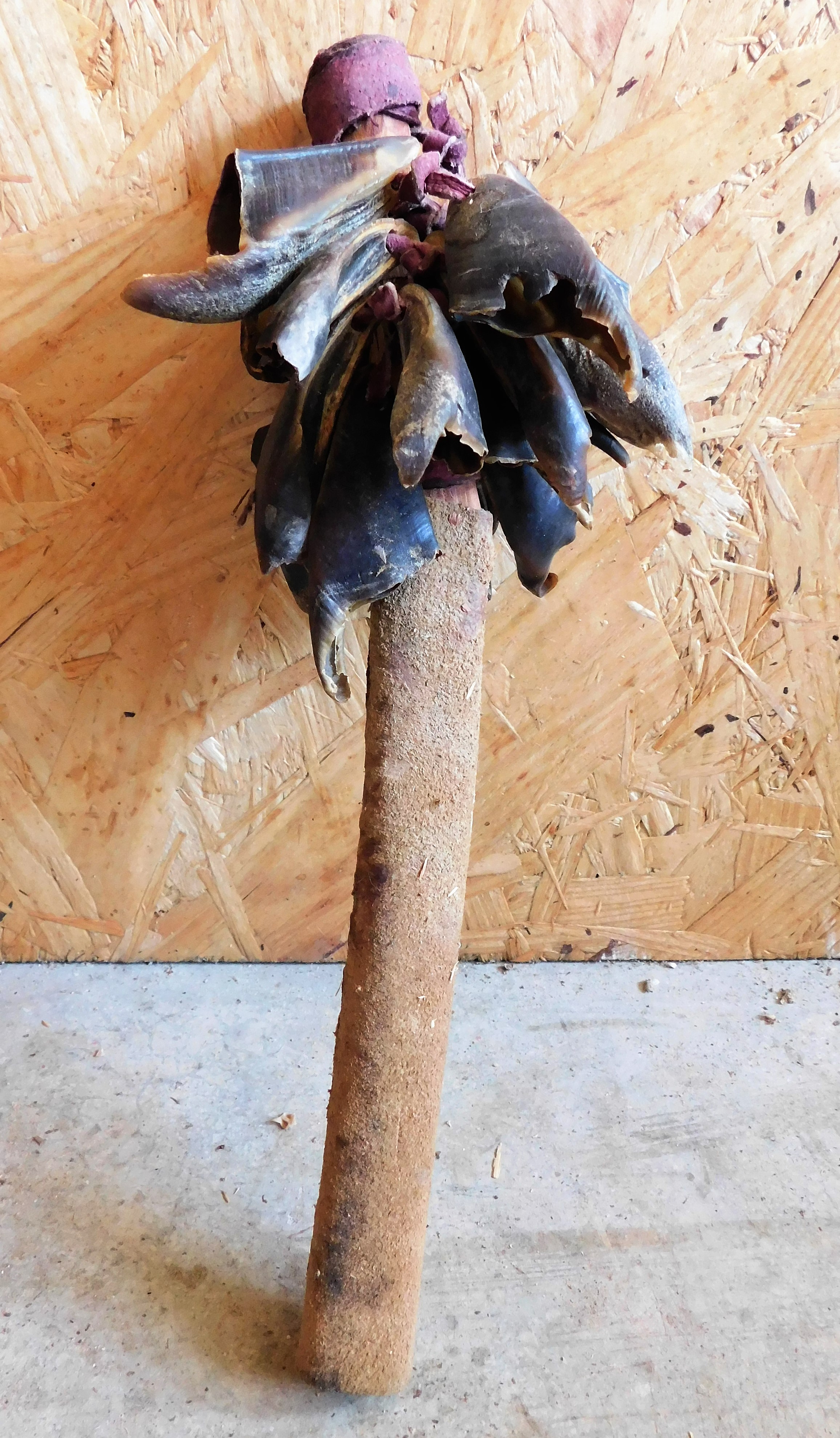 Lot Detail - Deer Hoof Rattle