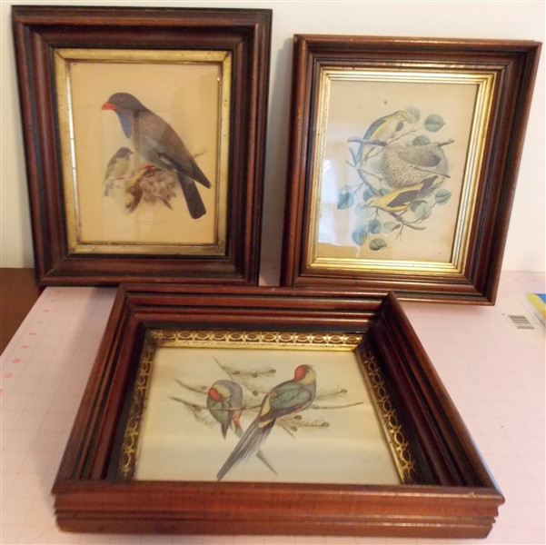 3 Walnut Shadowbox Frames with Bird Prints - Frames Measure 13 1/2" by 11 1/2"