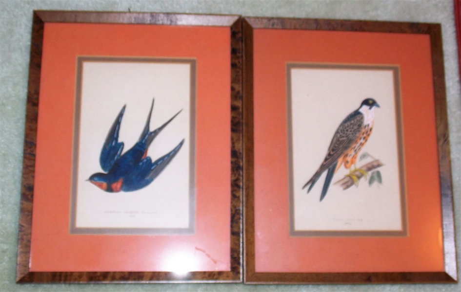 Pair of Hand Colored Bird Prints- "Falco Eleonore" and "Oriental Chimney Swallow" Framed and Matted - Frames Measure 11 1/2" by 9 1/2"
