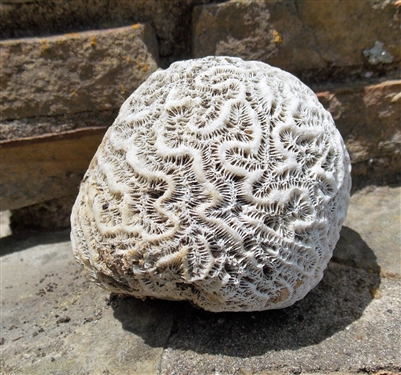 Brain Coral - Measures 3 1/2" tall by 3 1/2" Across