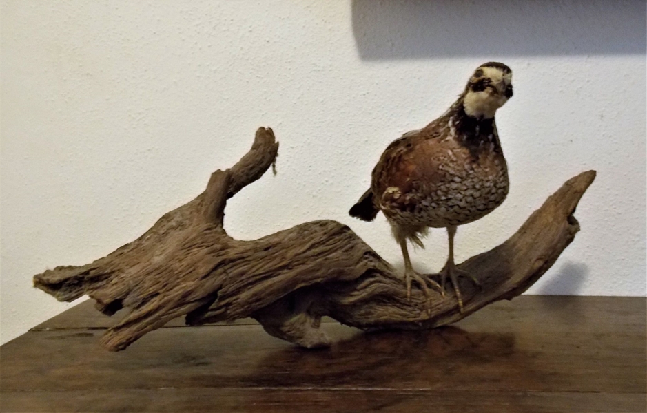 Antique Quail Mount on Driftwood Base - Measures 7 1/2" tall 14" Long