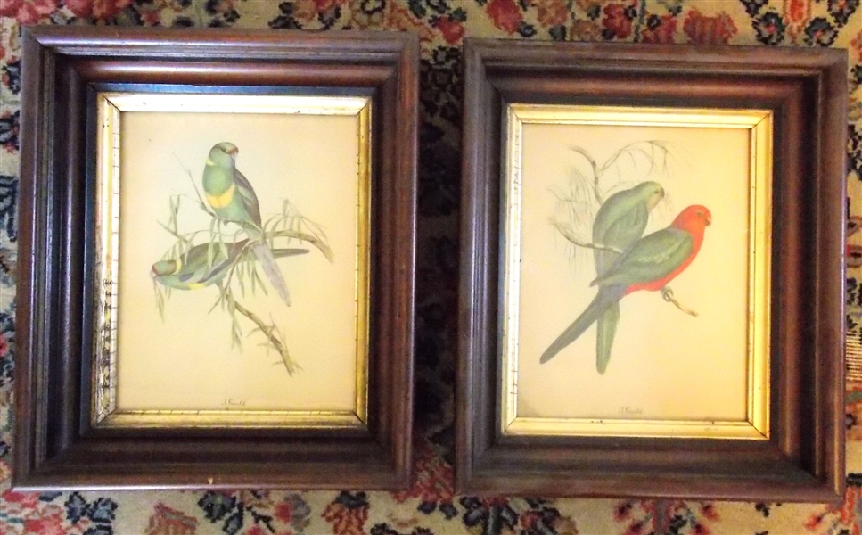 Pair of J Gould Bird Prints in Walnut Shadowbox Frames - Frames Measure 14" by 12" - Red and Green Bird Print Has Some Tears 