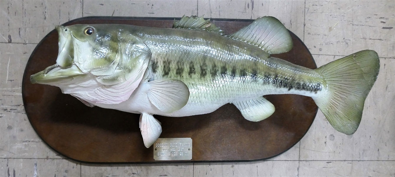Goodwin Pond Fishing - Fish Plaque - with Tag - 6lb 8oz 23"