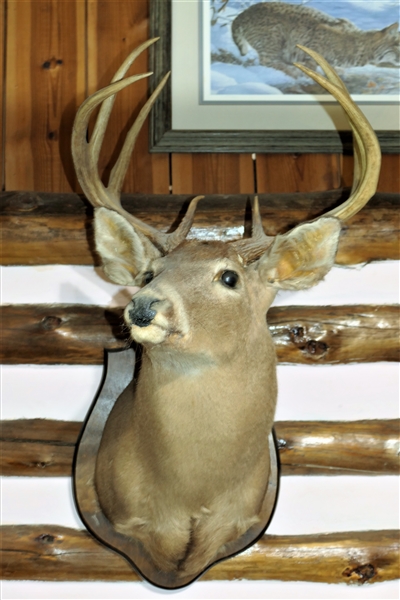 Large 8 Point Deer Shoulder Mount - Taken by Terry Ingram