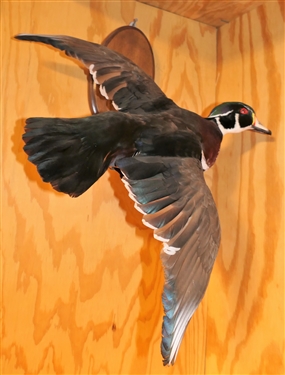 Flying Duck Mount - Measures - 16" Beak to Tail 19" Wing Span