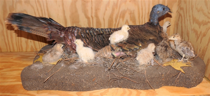Mounted Turkey Hen with 8 Babies
