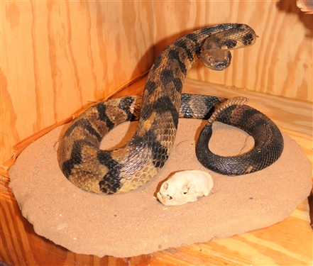 Mounted Rattlesnake on Plaque with Animal Skull