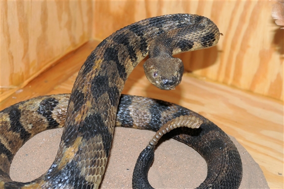 Mounted Rattlesnake on Plaque with Animal Skull