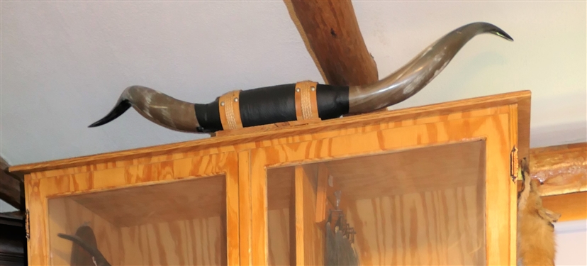 Set of Bull Horns - Measures approx. 38