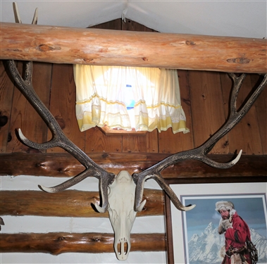 Faux Elk Mount - 46 Spread
