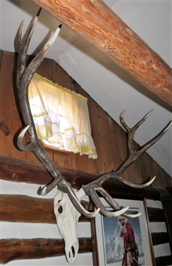 Faux Elk Mount - 46 Spread