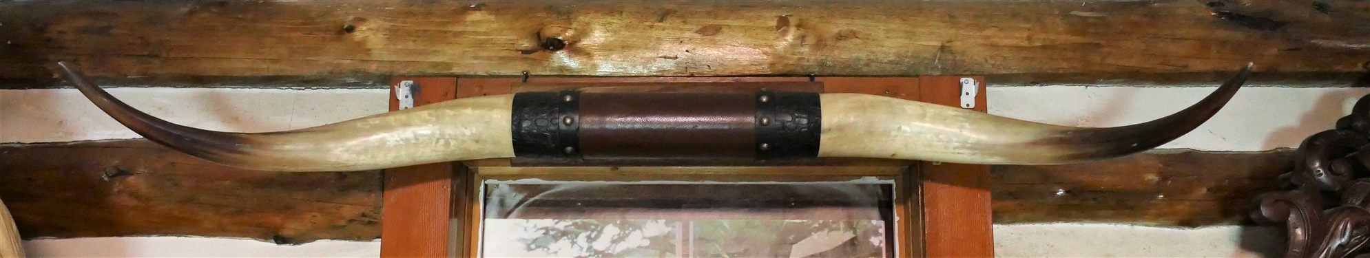 Set of Bull Horns - Measures approx. 45