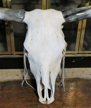 Long Horn Cow Skull with Horns - Measures 18 tall 34 Across
