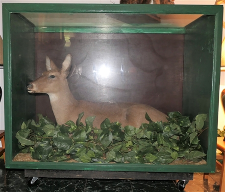Full Body Doe Deer Mount in Rolling Wood Case - Case Measures