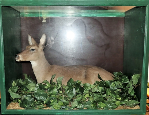 Full Body Doe Deer Mount in Rolling Wood Case - Case Measures