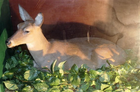 Full Body Doe Deer Mount in Rolling Wood Case - Case Measures