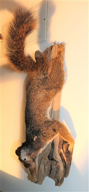 Squirrel Mount on Log with Acorn - Measures 16 Long
