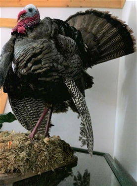 Standing Turkey Full Body Mount -
