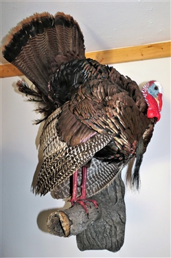 Turkey Mount Standing on Faux Tree Branch  - Hangs on Wall