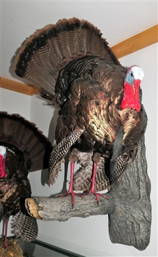 Turkey Mount Standing on Faux Tree Branch  - Hangs on Wall