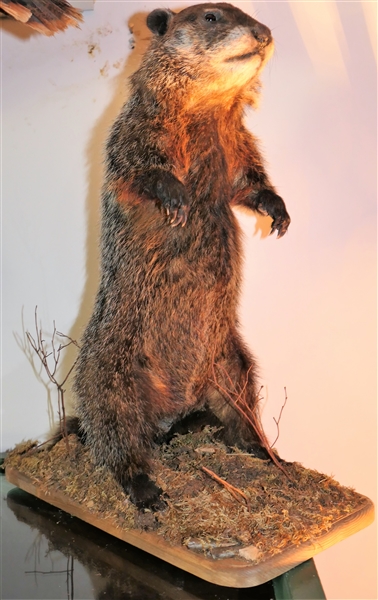 Standing Ground Hog Mount - 20" Tall