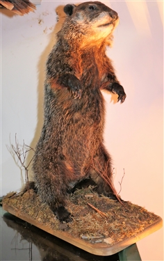 Standing Ground Hog Mount - 20 Tall