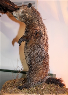 Standing Ground Hog Mount - 20 Tall
