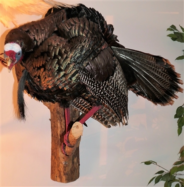 Full Body Turkey Mount Standing on Wood Branch - Hangs on Wall