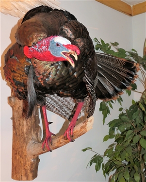 Full Body Turkey Mount Standing on Wood Branch - Hangs on Wall