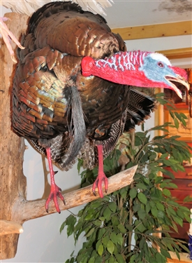 Full Body Turkey Mount Standing on Wood Branch - Hangs on Wall