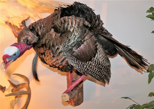 Full Body Turkey Mount Standing on Wood Branch - Hangs on Wall