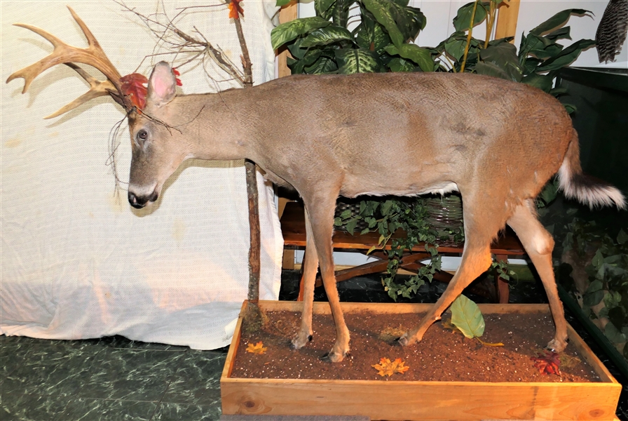 Full Body 9 Point Buck Deer Mount on Wood Base with Leaves and Branches