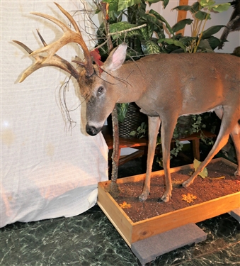 Full Body 9 Point Buck Deer Mount on Wood Base with Leaves and Branches
