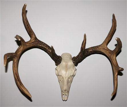 Faux Deer Skull with Antlers - 21 Spread
