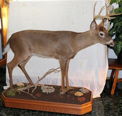 9 Point Standing Buck Deer Mount on Rolling Wood Base with Branches and Mushrooms