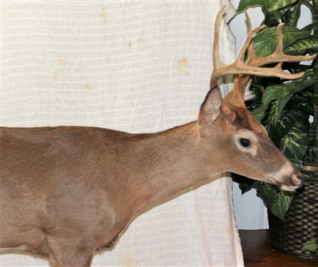 9 Point Standing Buck Deer Mount on Rolling Wood Base with Branches and Mushrooms