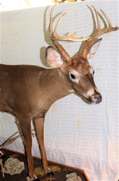 9 Point Standing Buck Deer Mount on Rolling Wood Base with Branches and Mushrooms