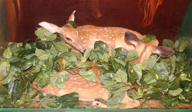 2 Fawn Deer Mounts in Wood Display Case - Case Measures 44 1/2 tall 49 by 25