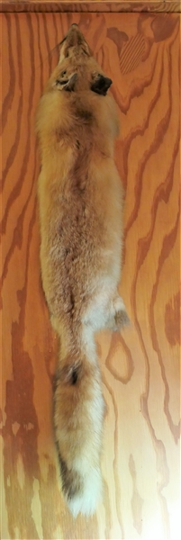 Red Fox Pelt