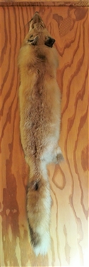 Red Fox Pelt
