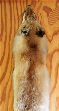Red Fox Pelt