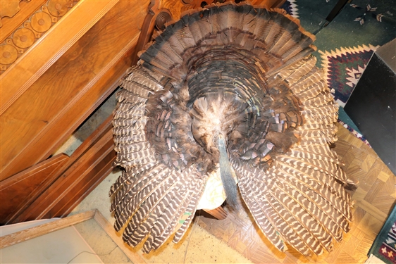Spread Turkey Feathers with Beard