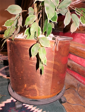 Faux Fichus Tree in Large Hammered Copper Pot - Pot Measures 13 tall 16 Across