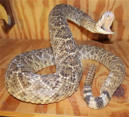 Large Stuffed Striking Rattle Snake- Has Hole in Side - See Photo