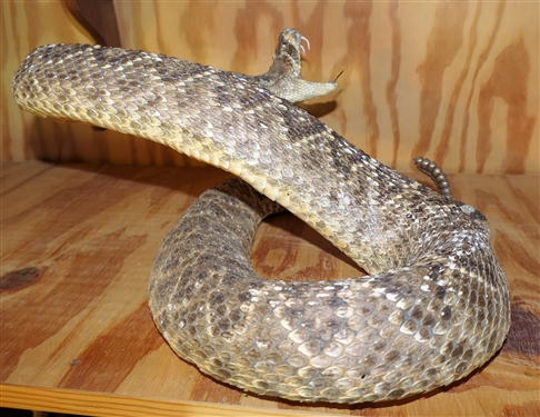 Large Stuffed Striking Rattle Snake- Has Hole in Side - See Photo
