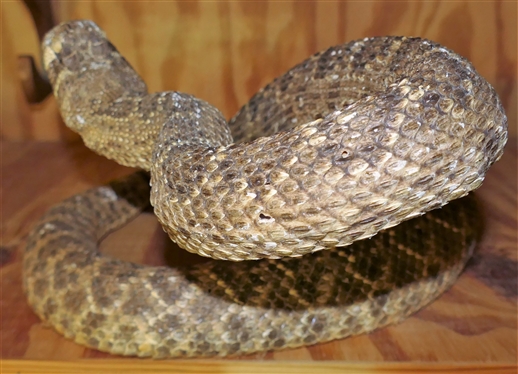 Large Stuffed Striking Rattle Snake- Has Hole in Side - See Photo